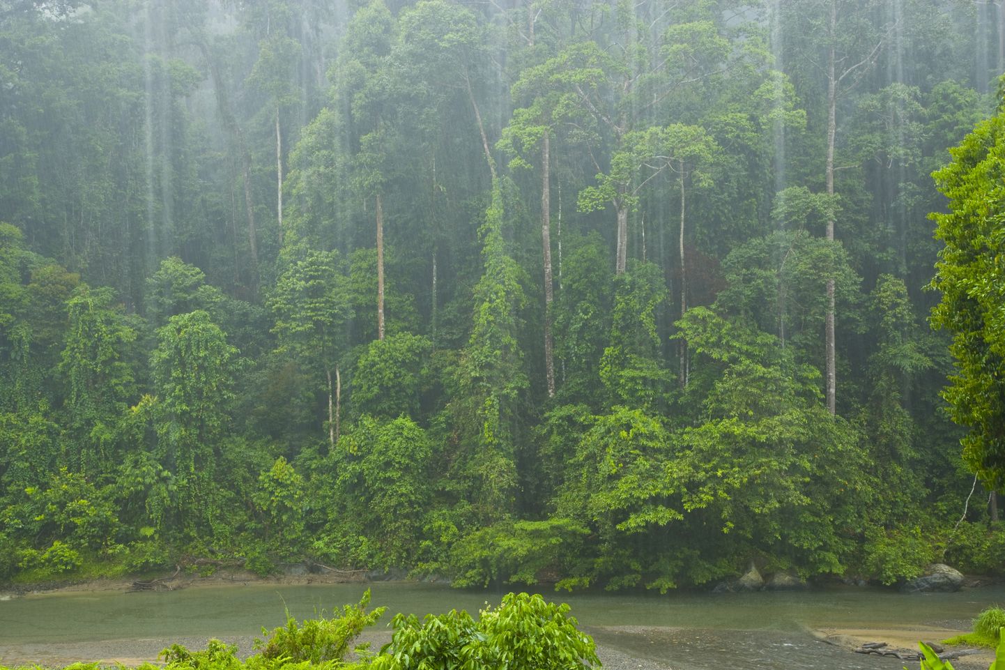 Troopiline vihmamets Malaisias.