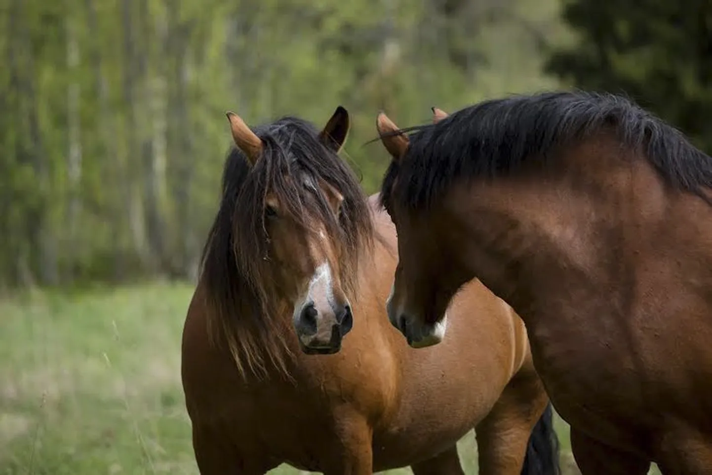 Perepäeval saab omandada teoreetilisi teadmisi ja näha palju huvitavat, mis seotud hobustega.