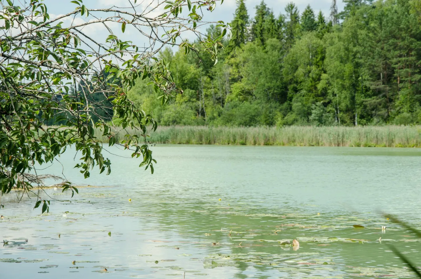 Viljandi valla keskkonnaspetsialisti sõnul on Sinialliku järv rohekashall veetaimede õitsemise tõttu.