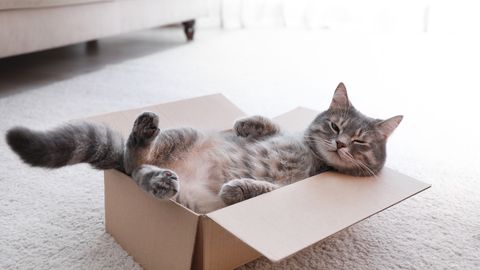 7 põhjust, miks kassid armastavad kasti pugeda