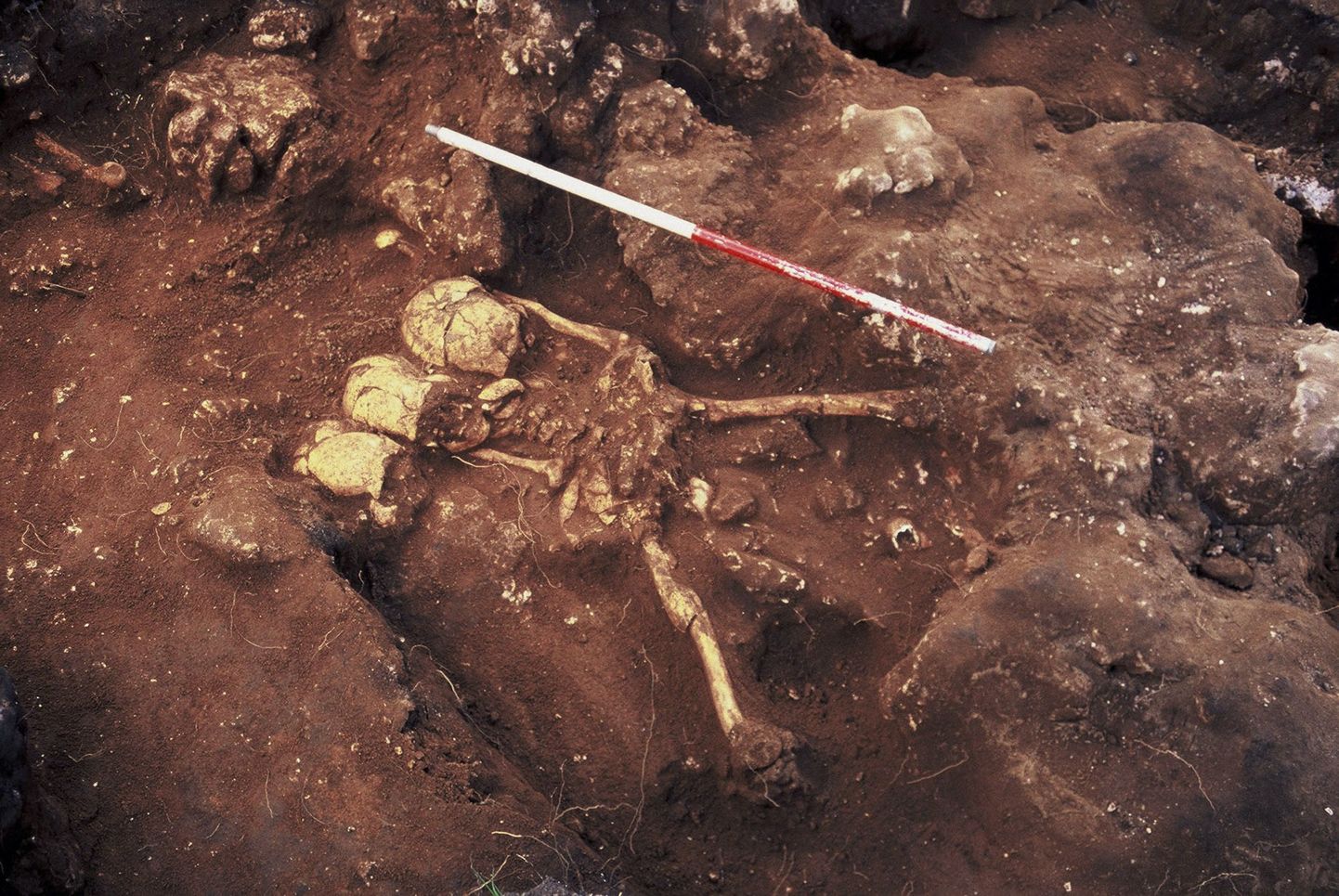 Efate saarelt leitud 3000 aasta vanune matmispaik. Pildil on inimjäänused, millelt on kolju eraldatud. Koos inimjäänustega on maetud kolm koljut, mis ei kuulu selle inimjäänuse
