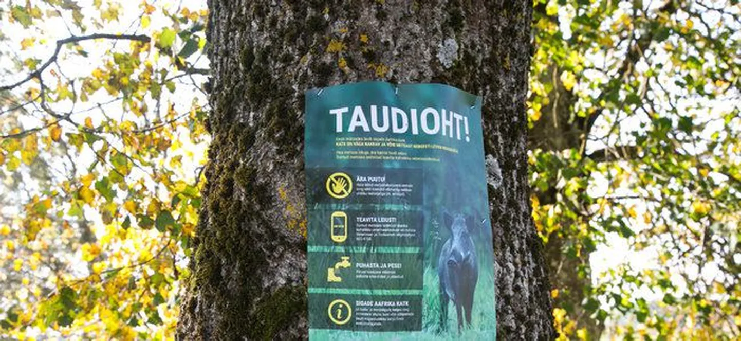 Taudioht