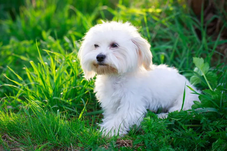 Malta bichon.