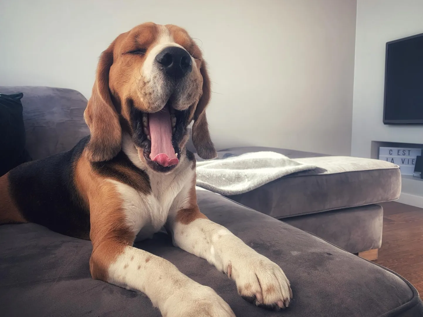 Inimeste piiritust fantaasiast annavad aimu lemmikloomade nimed. Pildil beagle Peekon.