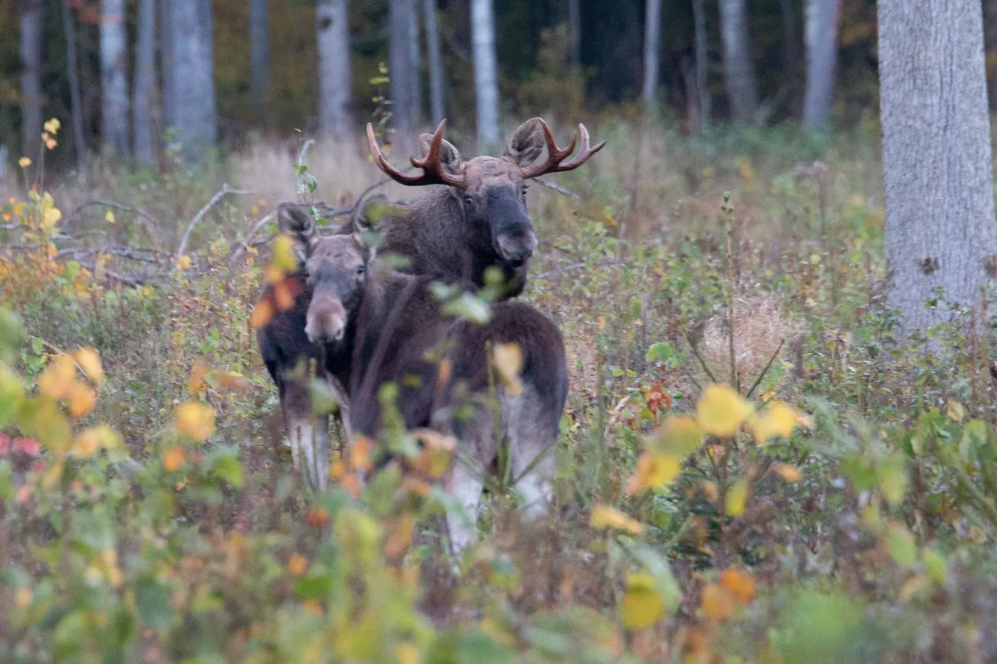 Kuigi põdra­liha hind on sel hooajal umbes neljandiku langenud, tuleb ettenähtud ja lubatud loomad ära küttida igal juhul.
