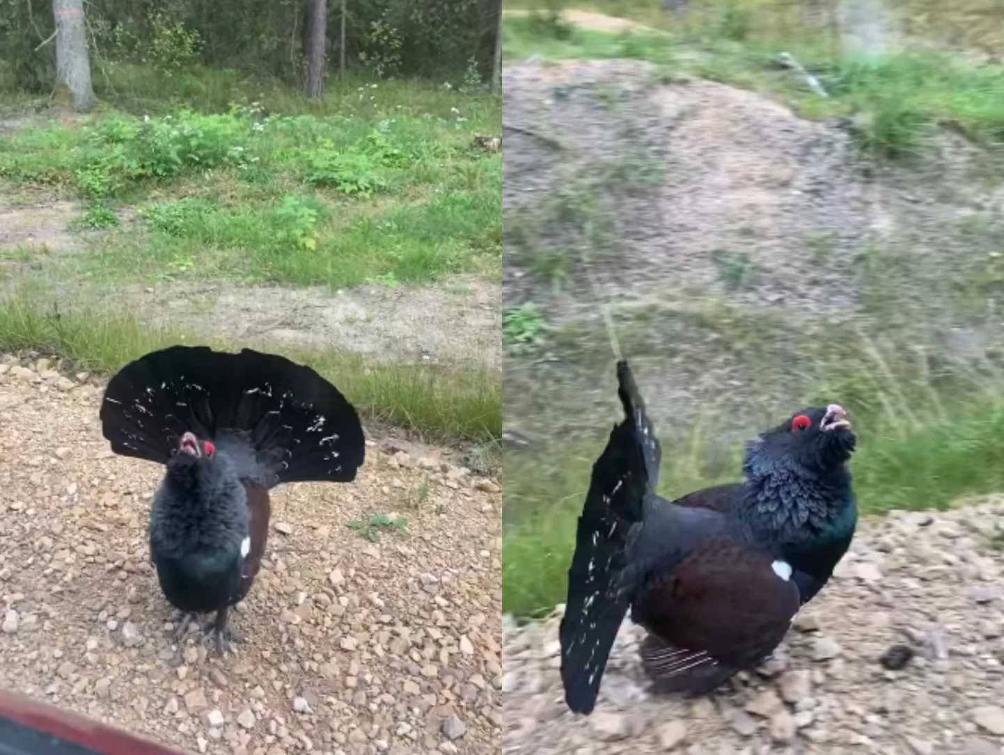 Встреча с глухарем.