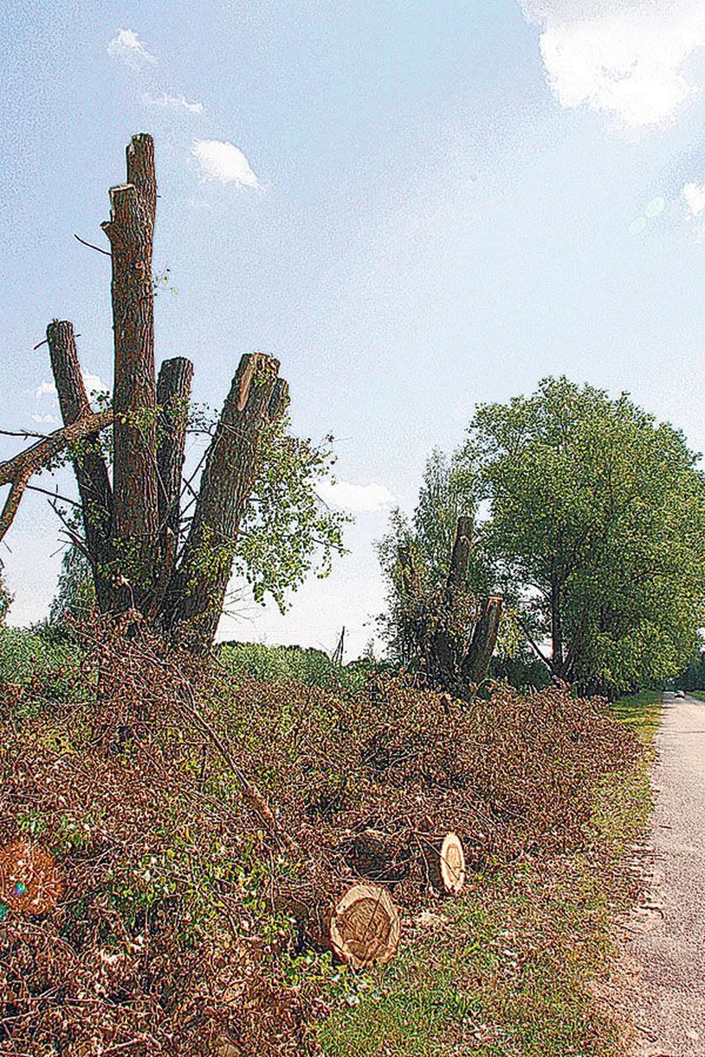 Luunja papliallee mitut puud on tugevalt kärbitud – vallavanema sõnul selleks, et näha, milline allee tulevikus ühe variandina visuaalselt paistaks. Tõenäoliselt raiutakse peagi maha aga kõik puud.