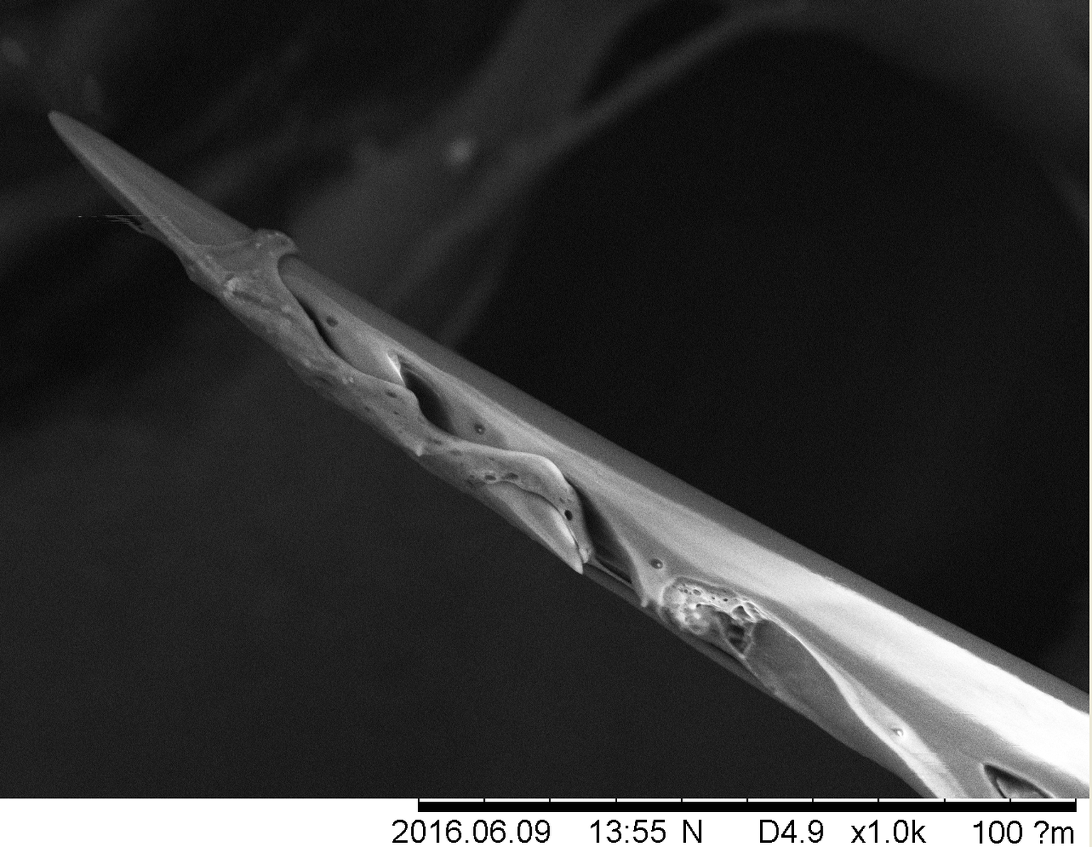 Mesilase  nõel pildistatud elektronmikroskoobiga. Selgelt on näha tagurpidised sakid, et nõel välja ei tuleks ja tilk mesilasmürki nõela otsal.