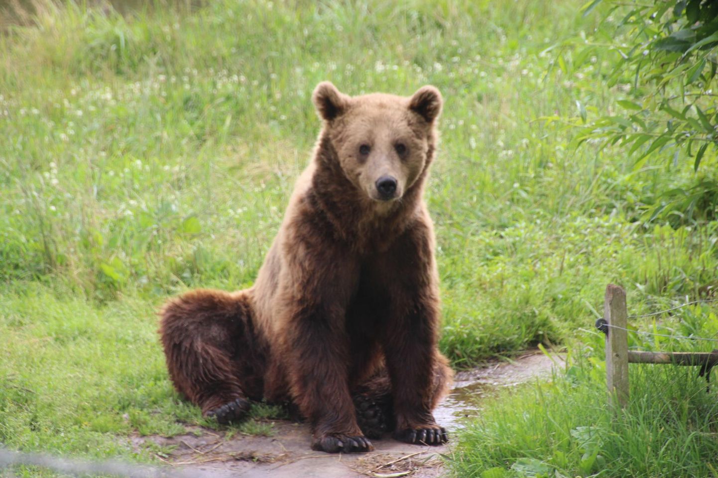 Kuigi karusid on Lõuna-Eestis üha enam, on võimalus temaga looduses kohtuda üpris väike. Küll aga on aastaid saanud metsaotte uudistada Võrumaal Saru külas asuvas Alaveski loomapargis.