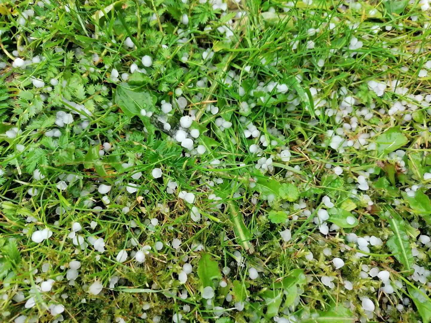 See rahe sadas maha 4. septembri pärastlõunal Pärnus Raeküla linnaosas. FOTO: Erakogu