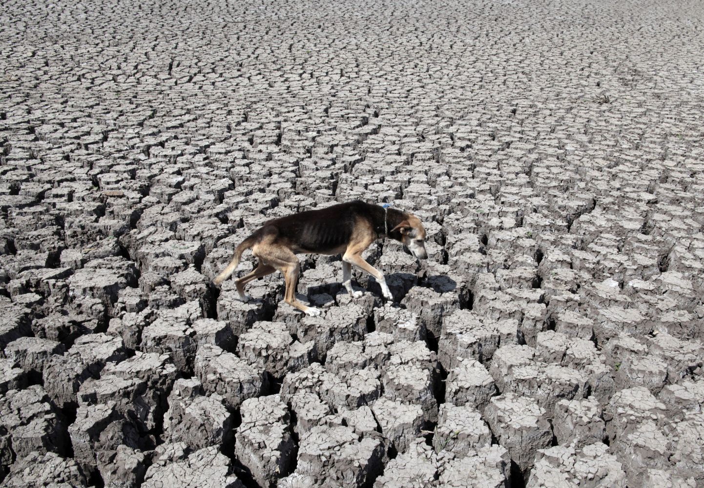 A dog walks on cracked ground at the Las Canoas dam, some 59 km (37 miles) north of the capital Managua April 26, 2013. A large area of the dam has been dry since last February, as most of its water have been used by rice farmers for their crops, affecting around hundreds of peasants living in the area, according to local media. REUTERS/Oswaldo Rivas (NICARAGUA - Tags: ENVIRONMENT AGRICULTURE BUSINESS ANIMALS)