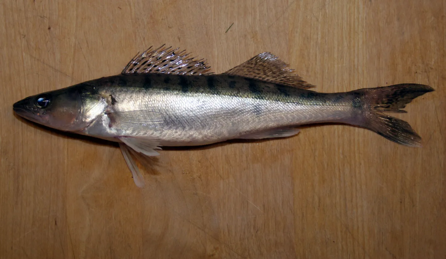 Koha.