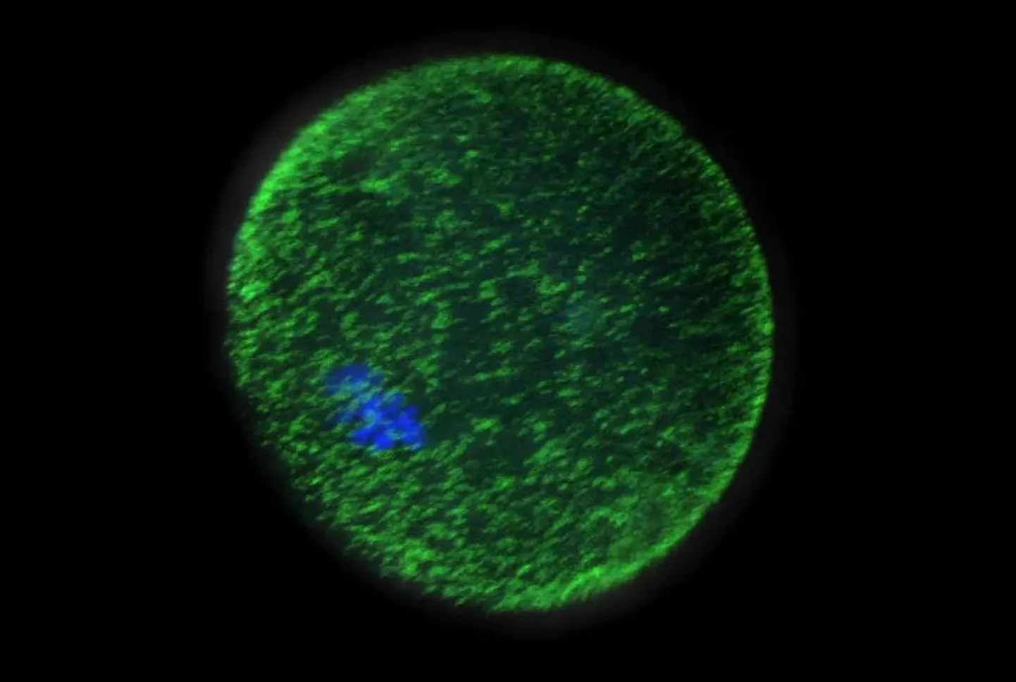 Munaraku ja spermatosoidi ühinemine