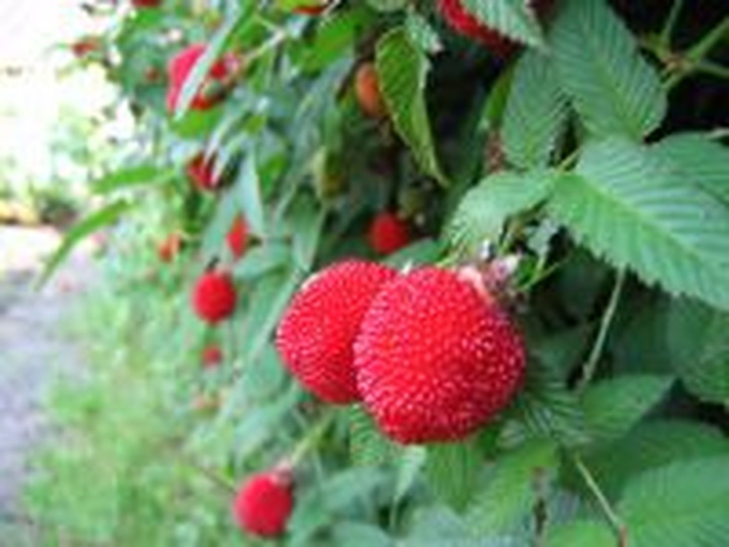 Maasikvaarikas meenutab, nagu nimigi ütleb, osaliselt maasikat, osaliselt vaarikat.