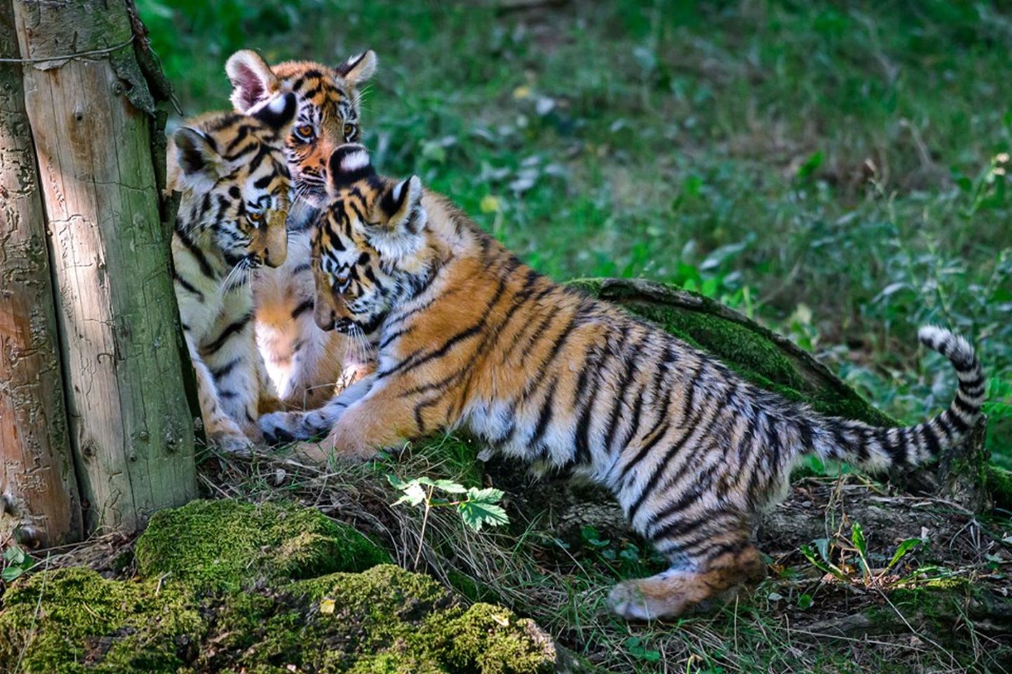 Тигрята Самба, Уна и Нану.