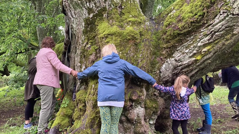 Valdemārpils Elku liepa iegūst 4. vietu konkursā 