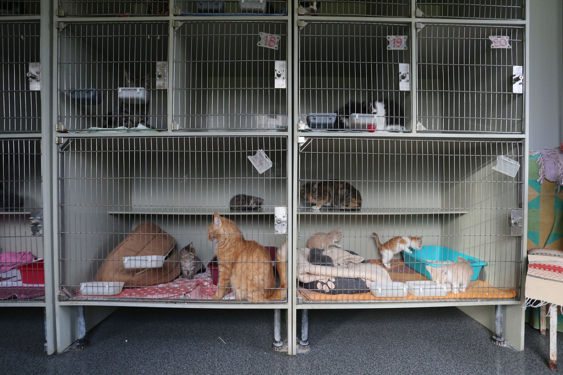 Tartu koduta loomade varjupaiga pisikeste kasside majas on praegu 25 kiisupoega, kellest paljud on seal koos emaga. Eelmisel nädalal surid mitmed pojad ära, sest olid nakatunud. See, kas nakkuse levik on pidama jäänud, selgub lähinädalatel.