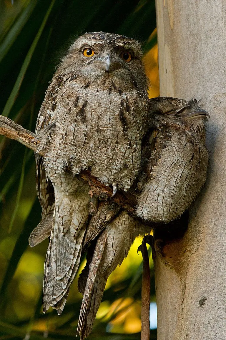Öösorrid