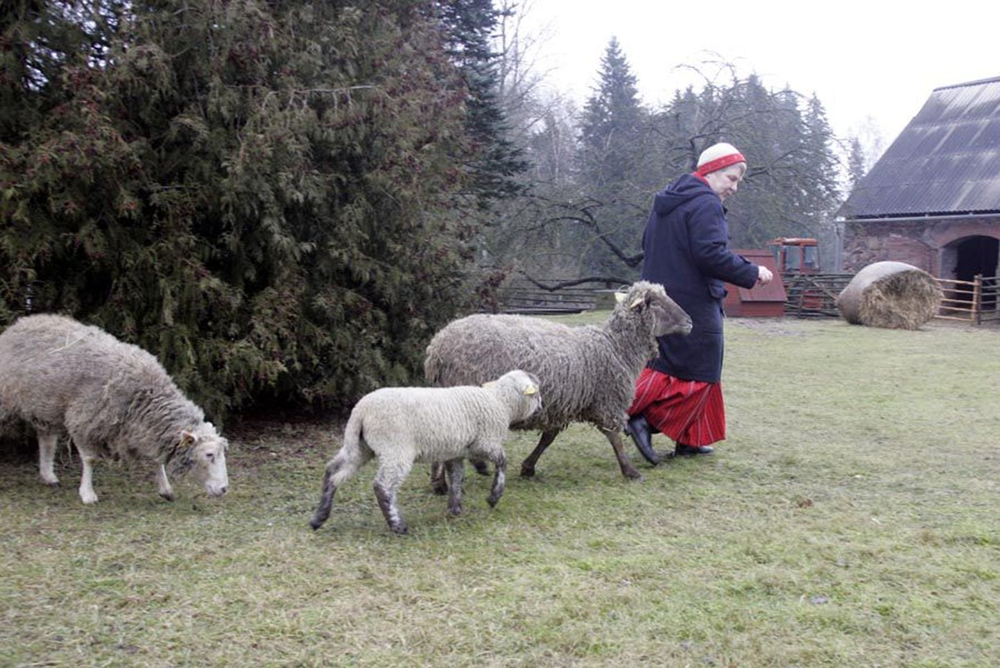 Anu Raud on pikki aastaid pidanud oma kodus lambaid.