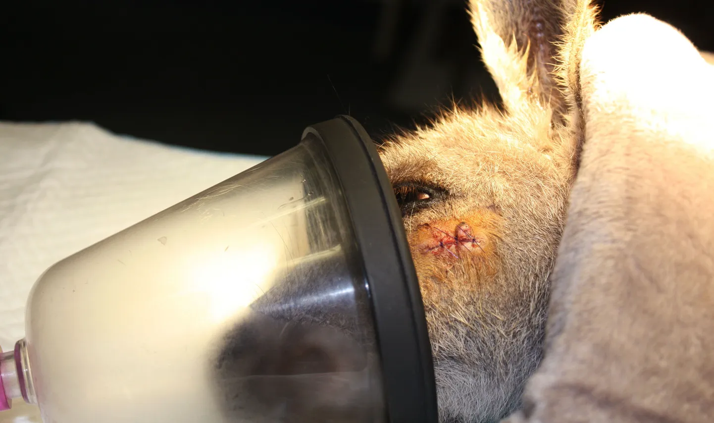 Känguru pärast operatsiooni