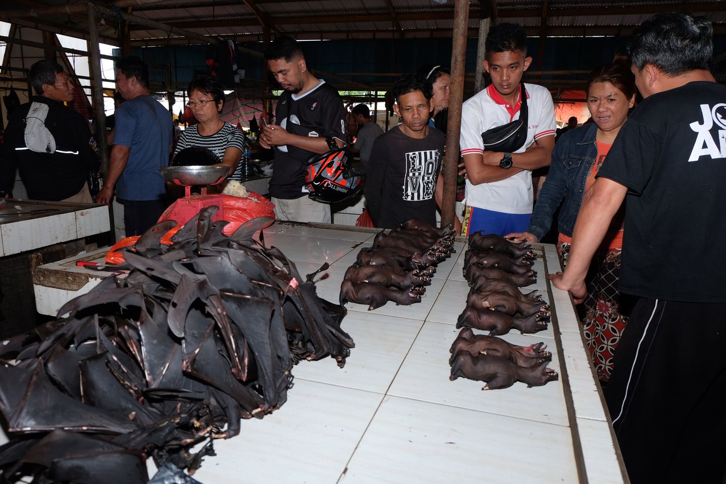 Indoneesia Tomohoni turul pole nahkhiirte ja teiste metsloomadega kauplemine koroonapandeemiast hoolimata hoogu maha võtnud.