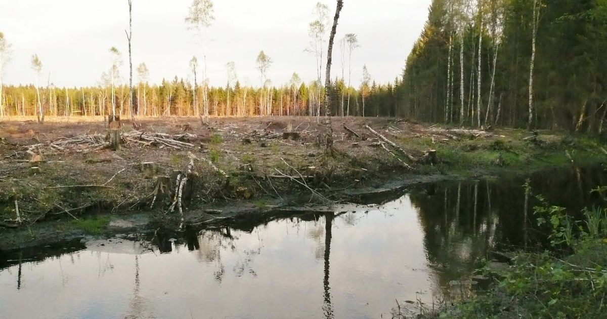 Jäta linnule laulupuu ja kalale kodujõgi