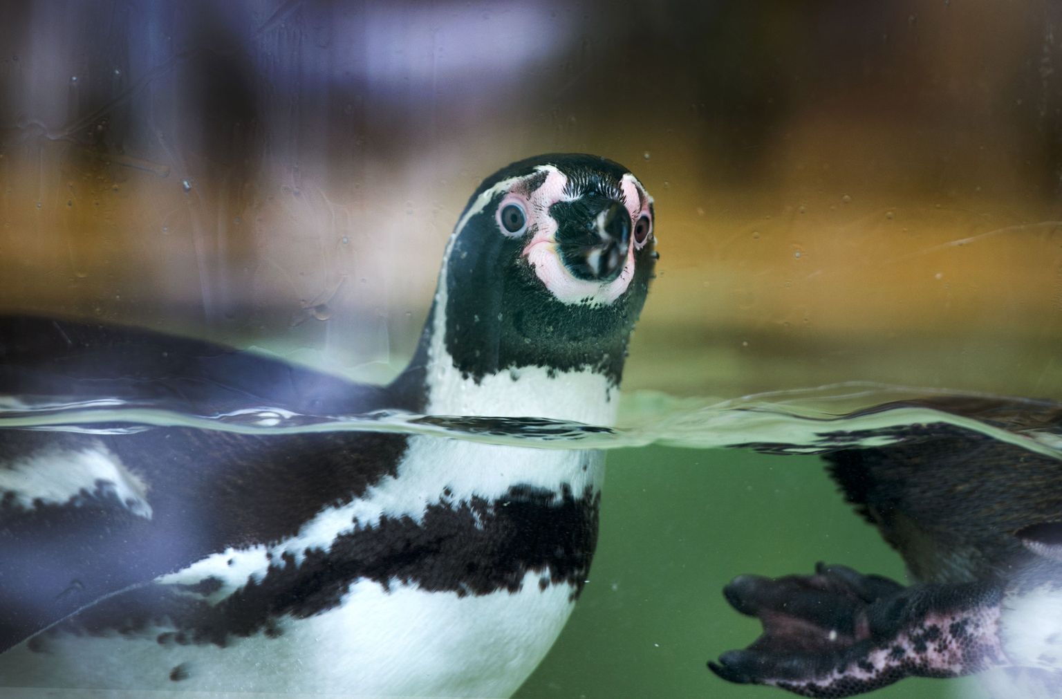 Humboldti pingviin.