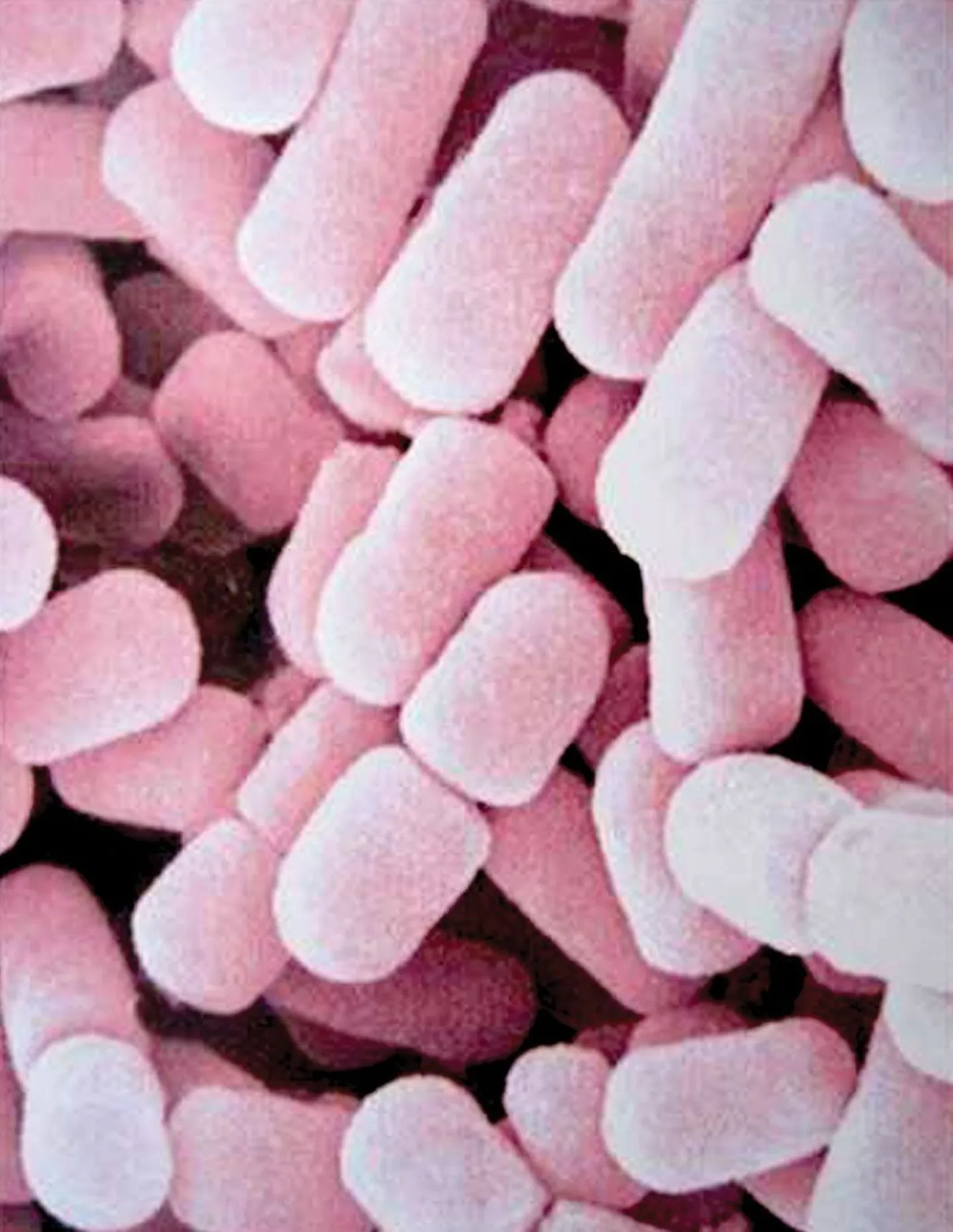 Elektronmikroskoopiline portree piim-happebakterist Lactobacillus fermentum ME-3.