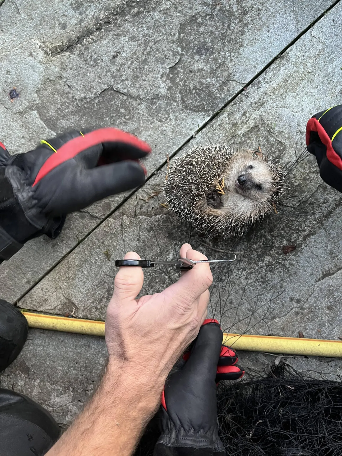 Teisipäeval tuli Viljandi päästjatel aidata siili, kes oli võrku kinni jäänud.