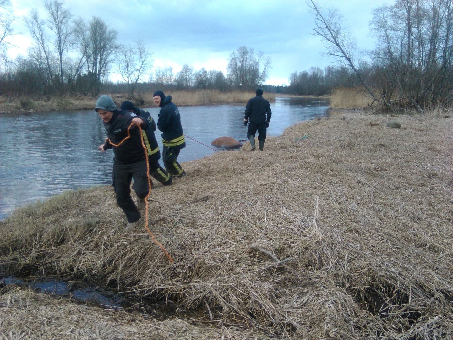 Politsei alustab Vändra vallas Pärnu jõest leitud uppunud hobuse juhtumi uurimiseks kriminaalmenetlust karistusseadustiku paragrahvi alusel, mis käsitleb looma julma kohtlemist.