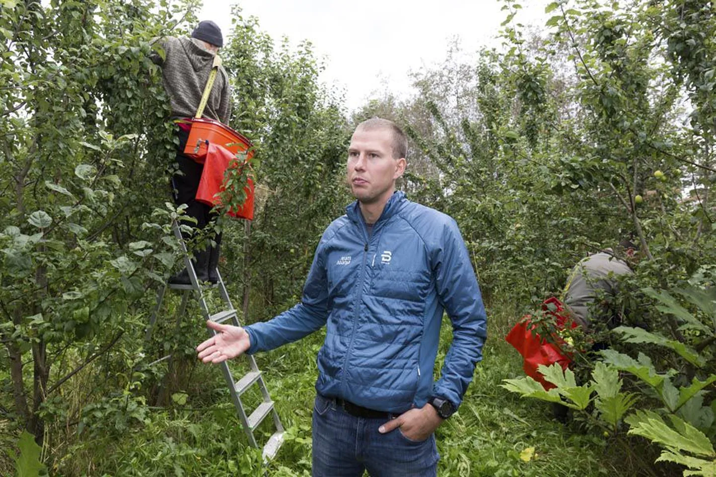 Uues õunaaias käib kibe korje ja juhataja Aivar Rehemaa sõnul jätkub tööd kõvasti veel pikaks ajaks, sest äsja ostetud aed on tarvis korda teha.