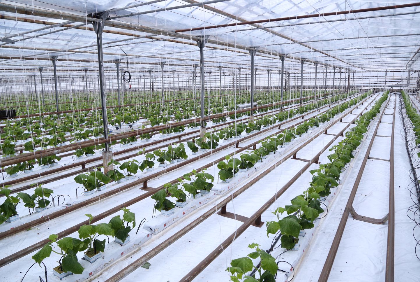 SIA "Mārupes siltumnīcas" jaunās siltumnīcas, kas paredzētas gurķu audzēšanai ziemas sezonā