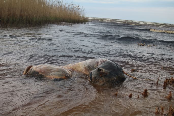 Красота тела в воде. Чувства, для которых нет слов