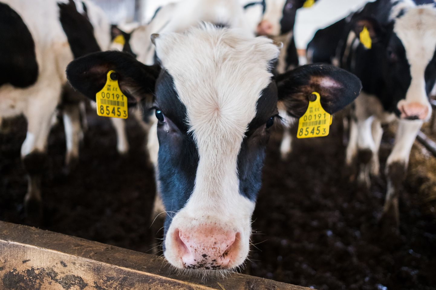 Vaatamata keerulistele ilmastikuoludele piimatoodang Eestis suurenes