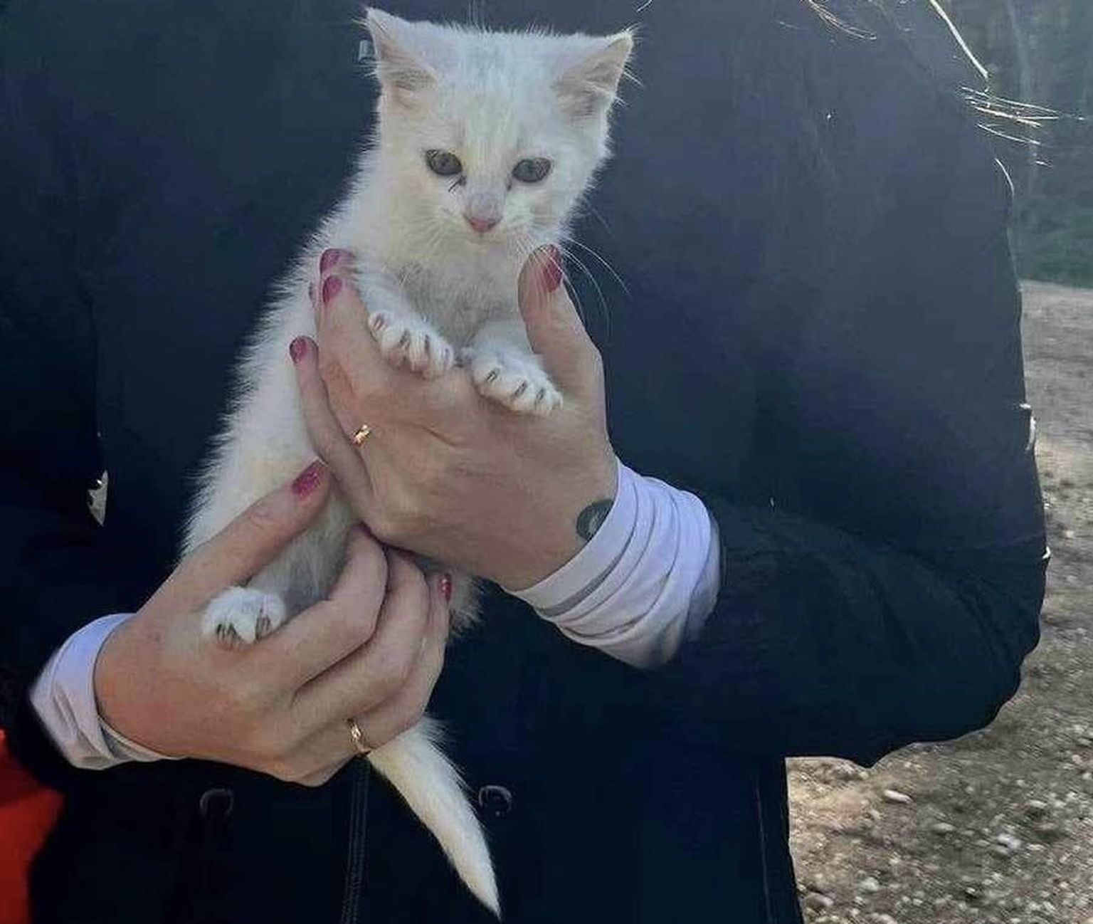 Котенка нашли во время похода за грибами.