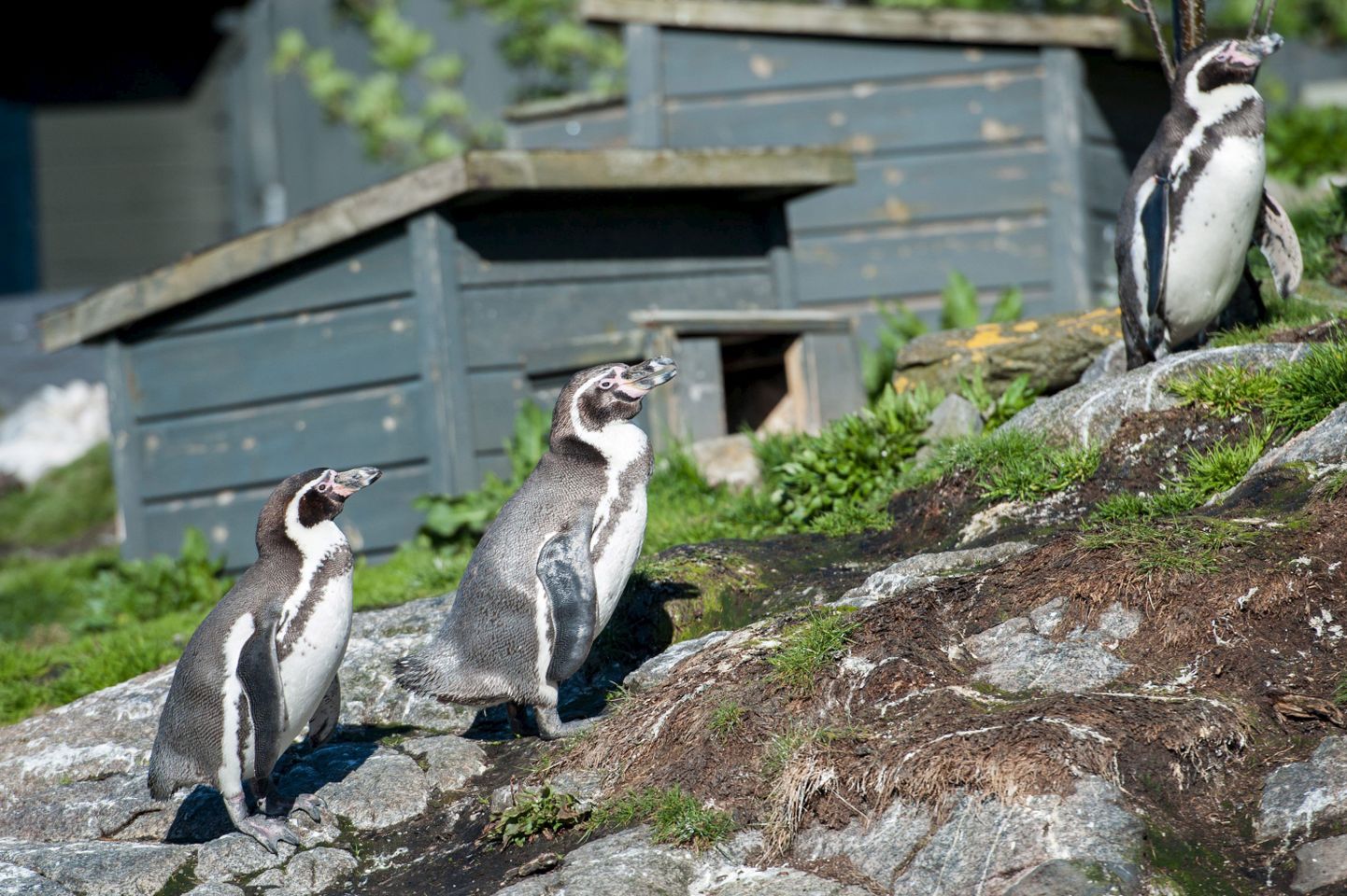 Humboldti pingviinid Norras.