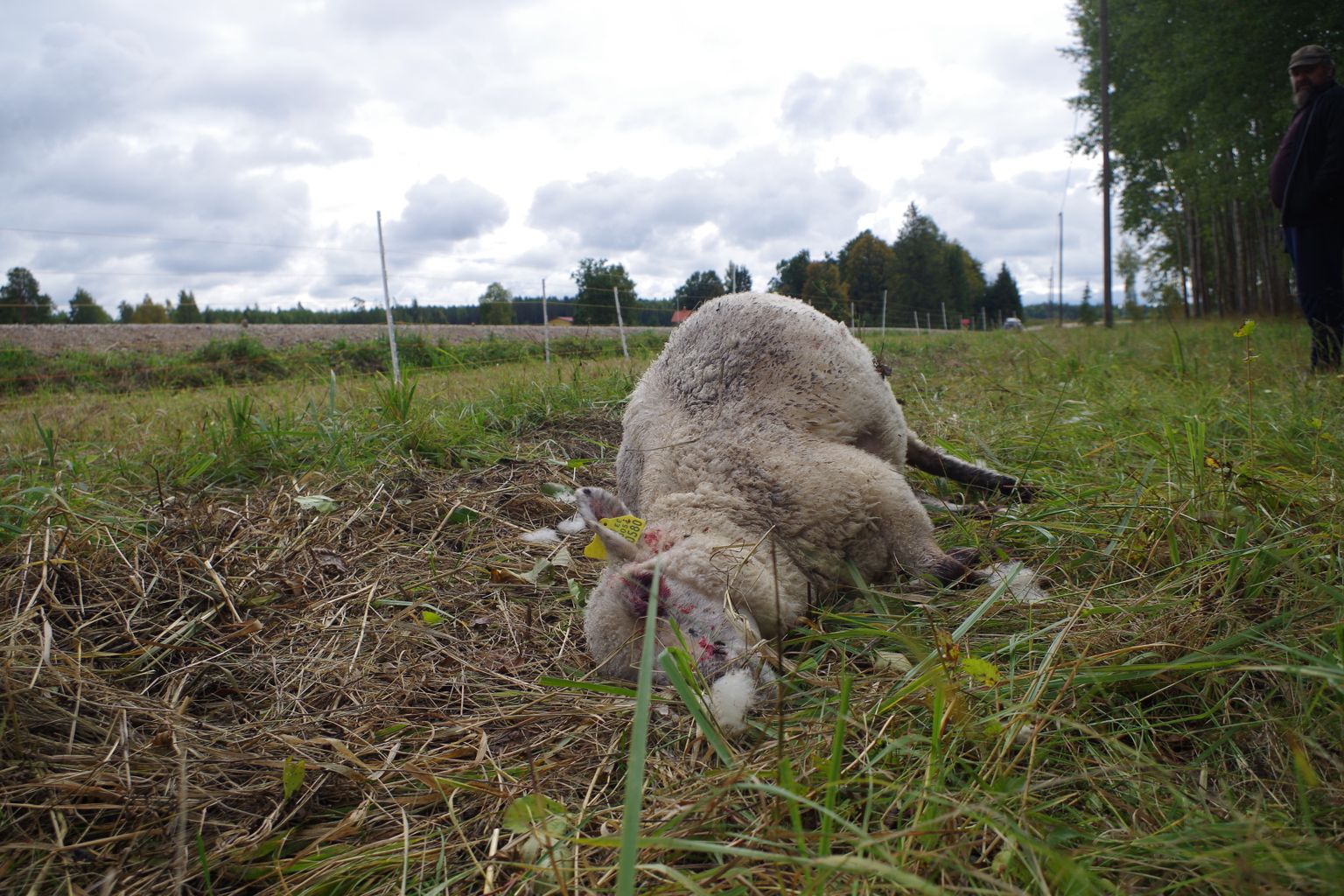 Hundid murdsid Põlvamaal korraga maha 26 lammast.