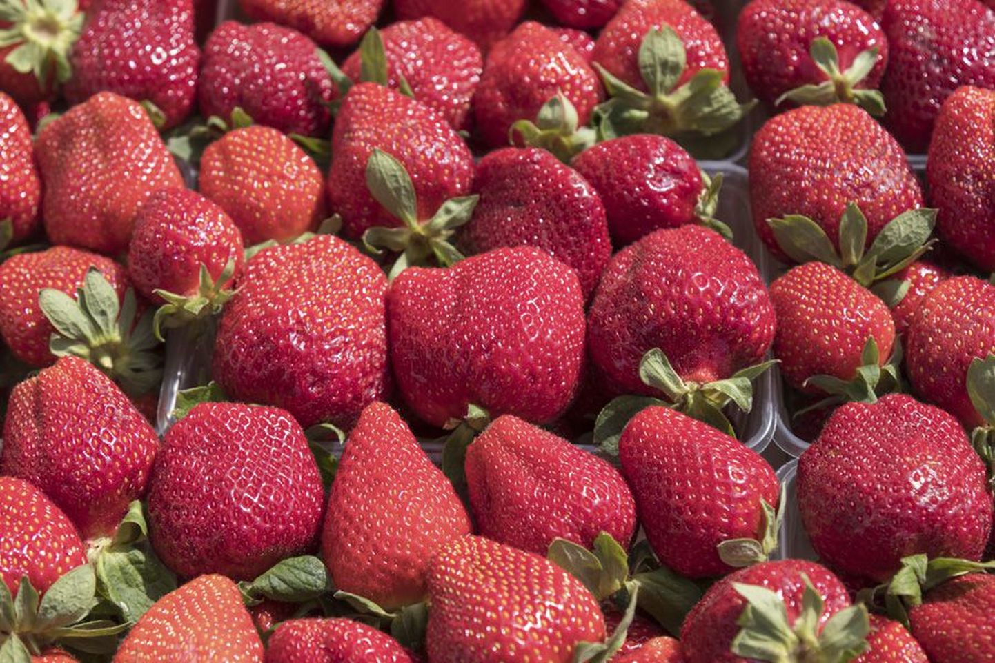 Viieeurose kilohinnaga pakutakse Kreeka maasikaid Viljandi turul päris paljudel lettidel.
