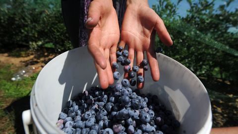 Сборщики ягод смогли заработать за лето 14 000 евро