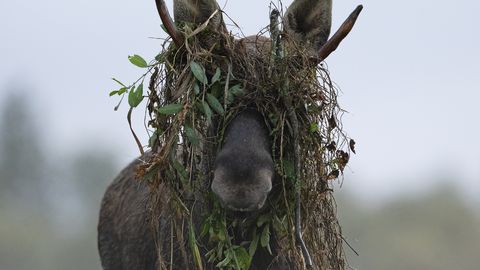 GALERII ⟩ Tuntud loodusfotograafid toovad aasta looma inimestele lähemale