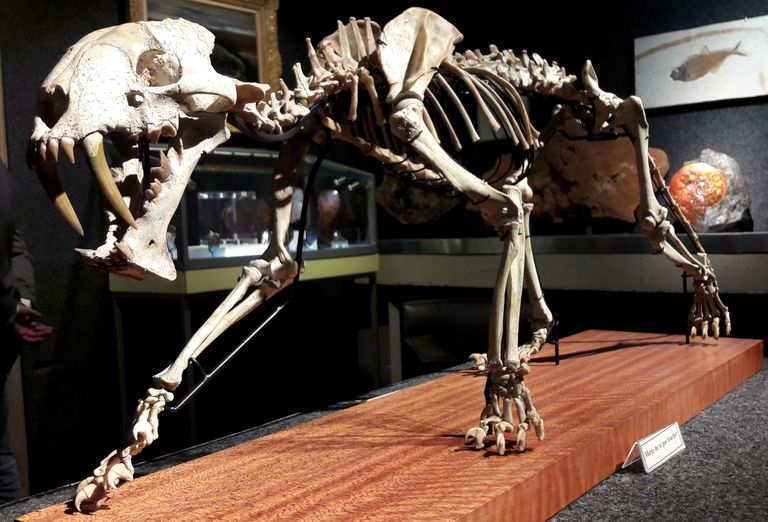 Mõõkhambulise tiigri Hoplophoneus primaveus skeleti eest maksti 58 000 eurot.