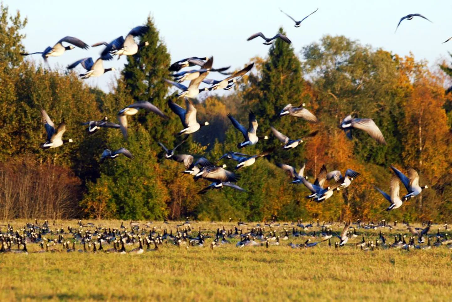Valgepõsk-lagled Matsalus.