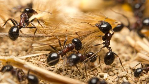 STOPP ⟩ Selle lihtsa liigutusega hoiad sipelgad koduaiast eemale