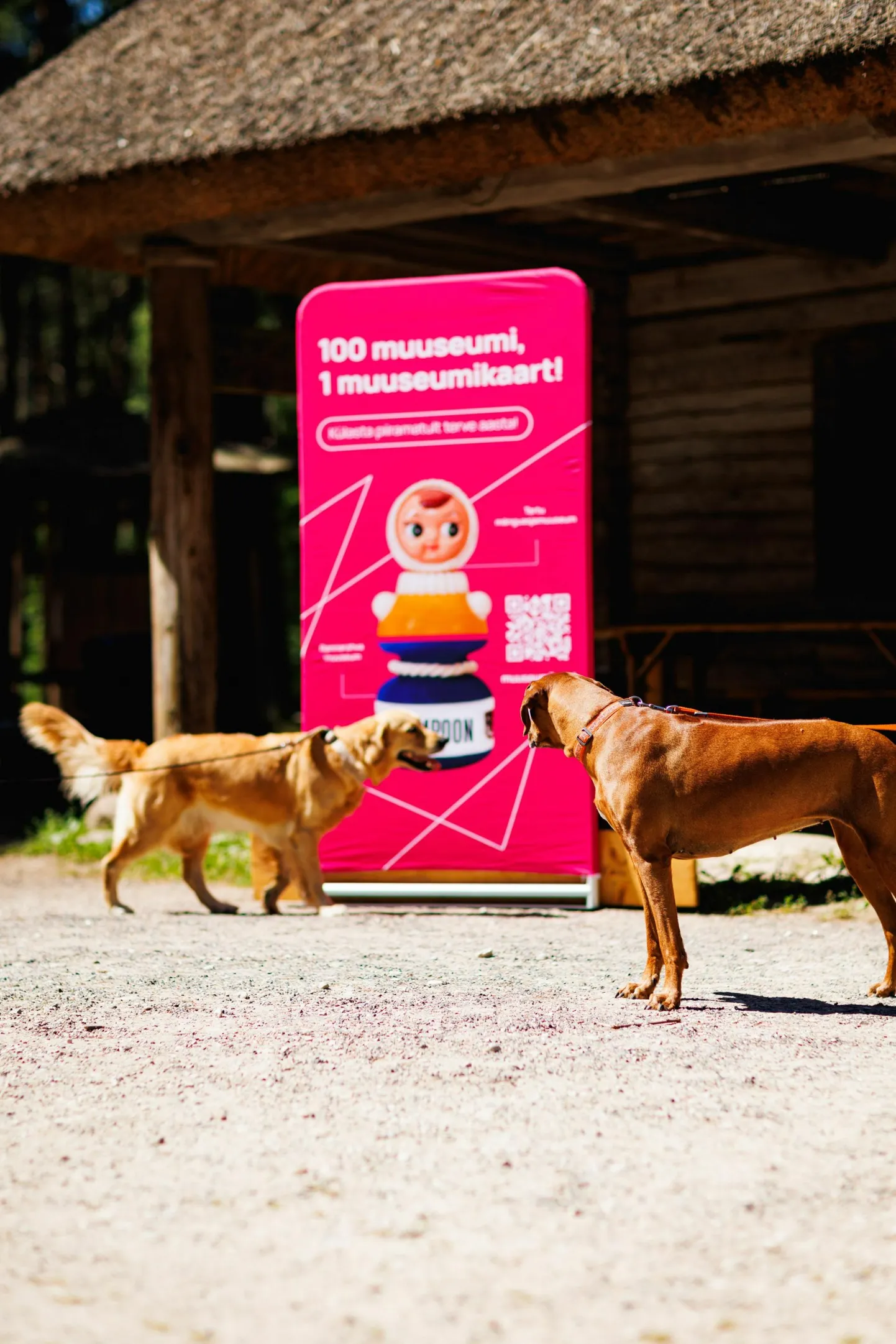 Ehkki pole teaduslikult kinnitatud, kas muuseumis käimine mõjub koertele sama hästi kui inimestele, siis on see suurepärane võimalus sel suvel oma neljajalgse sõbraga kvaliteetselt aega veeta.