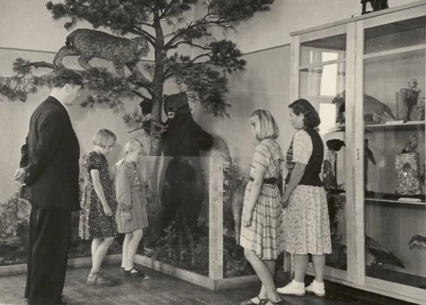 Muuseumi ekspositsiooni loodusloo osa karu- ja ilvesetopise ning muu faunaga pakkus vaatajatele huvi nii 1950ndatel kui ka hilisematel aastatel.