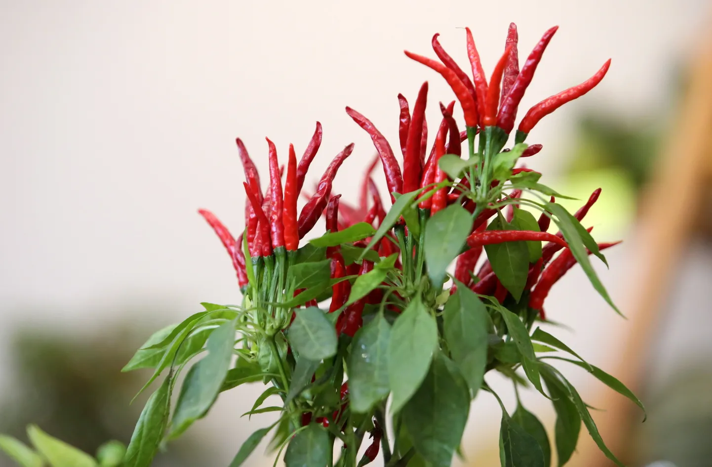 Izstāde "Ķirbjaugi un paprika 2023" Latvijas Dabas muzejā.