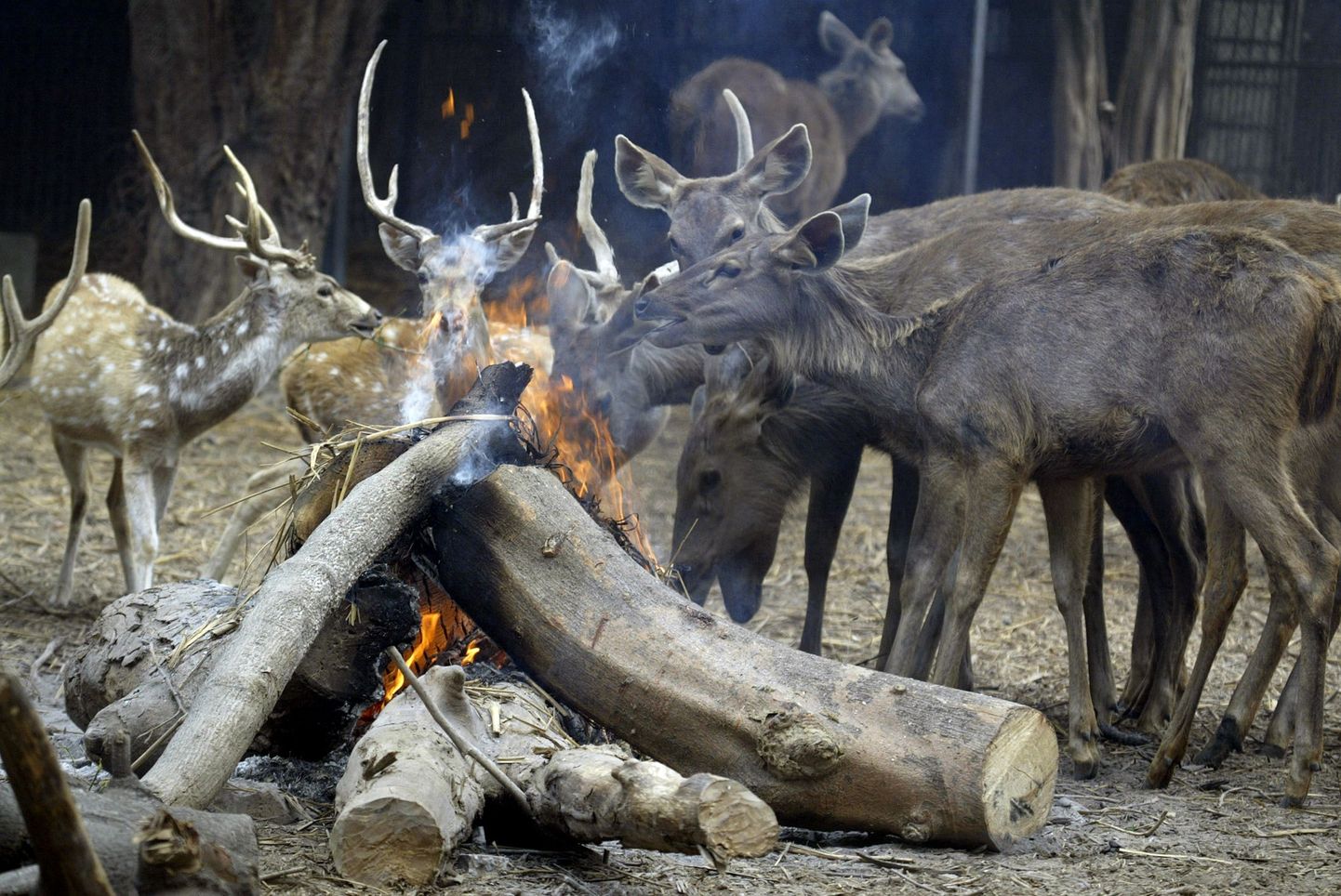 Põhja-Indias Lucknow loomaias said hirved ja põdrad end lõkke ääres soojendada