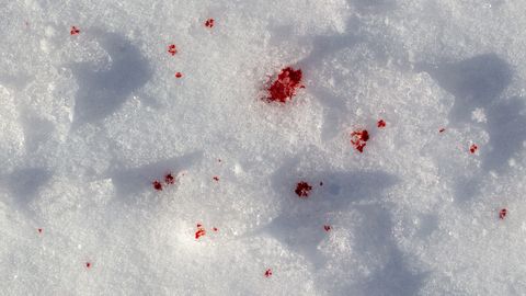 FOTOD ⟩ Verised jäljed lumel viisid Sauel šokeeriva avastuseni