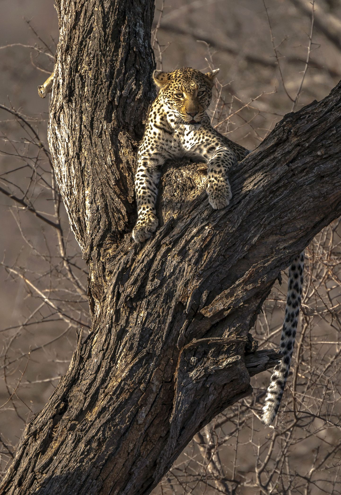 Leopard Krugeri looduspargis.