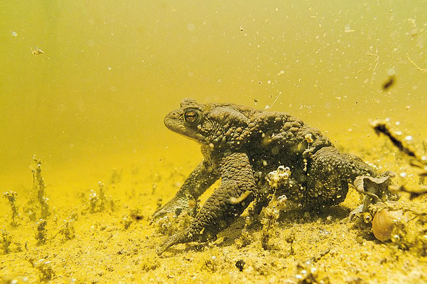 Harilik kärnkonn (ladina keeles Bufo bufo) on läinud kudemispaika.